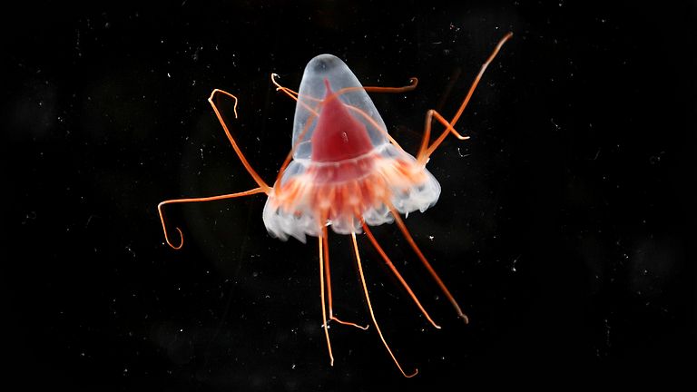 Die Kronenqualle (Periphylla periphylla) ist eine leuchtende, rotgefärbte Tiefseequalle. 