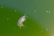 A small aquatic amphipod in high magnification against a green background