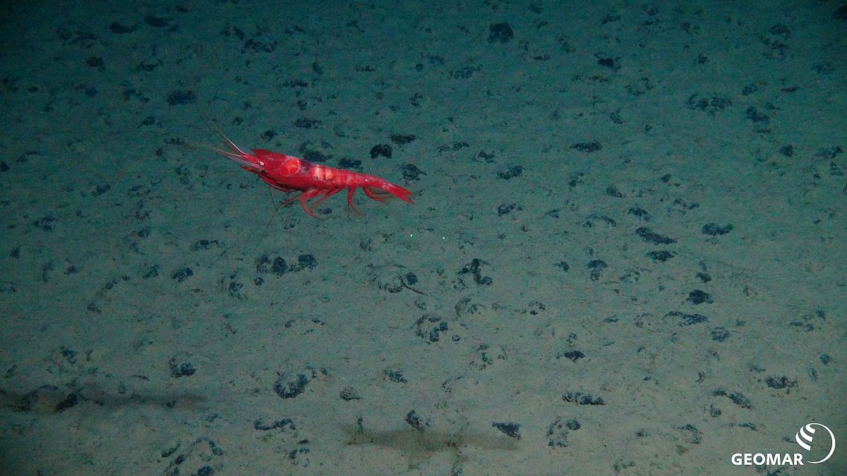 Shrimp