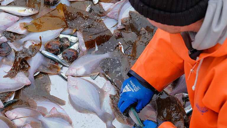 A person wearing a dark blue knitted cap, orange oilskin and light blue rubber gloves sorts fish at a metal table.